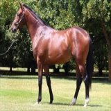 Busy Week Kicks Off At Ballarat. "Nice and bright" is how Plymouth pulled up from his excellent and unlucky run in Saturday's Gr.1 Rosehill Guineas... Read the full article here: