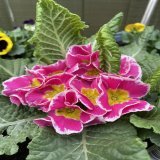 Good morning with this beauty from my garden for #MagentaMonday Have a great week! #flowers #garden #GardeningTwitter #primroses #primulas #flowerphotography #MondayMotivaton #HappyMonday