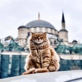 Istanbul is known as the "City of Cats" and sometimes referred to as "Catstanbul." Hundreds of thousands of cats have roamed the metropolis for millenniums.  It&rsquo;s #Caturday and to celebrate the start of the weekend, a thread on the cats of Ista
