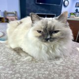 It&rsquo;s a Deeper Shade of Blue fur today&rsquo;s  #kittyloafmonday  I&rsquo;m here to help mew through #BlueMonday