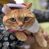 『サンタさん来るかニャ？Will Santa Claus come?』(20221214)ゴッちゃん、プレゼントを楽しみにしてるニャ。#猫の居る暮らし #クリスマスイブ