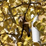 A #CedarWaxwing soaks up the autumn sun and foliage in #ParkCity . . . #Utah #birds #birdwatching #birding #autumn #autumnhike #foliage #autumnleaves #hike #NaturePhotography #WildlifePhotography #Olympus