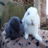We've had a good day for re-homing today, with  #rabbits Gertie &amp; Olive going to a new home together, #gineapigs Jewel &amp; Patricia went to a new home together &amp; rabbit Rod went to a new home to live with a lonely female rabbit. #AdoptDontS