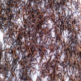 Declining caterpillar fungus production in Putao worries locals  Caterpillar fungus (Cordyceps), locally called Sheepati, has become scarce in the Putao area of Kachin State in northern Burma. Cordyceps form when ground-dwelling caterpillars are infe