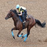 セントライト記念でオニャンコポンが始動します。 ダービー以来。 中山は京成杯勝ちの舞台です。 父エイシンフラッシュも、母の父ヴィクトワールピサもオニャンコポンがＪＲＡではただ一頭の重賞勝ち馬。 かわいいかわいい子と孫です。 更にまたひとつ、重賞勝ちを贈るために。 走ります。