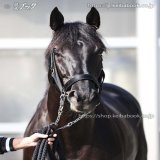 ジャパンＣに出走するヴェラアズールです。 前走で初めて重賞を走り、初めて重賞を勝ちました。 芝を走り出してすべて３着以内。 しかもすべて上がり最速です。 父エイシンフラッシュ、母の父クロフネ。 東京は格好の舞台ではないでしょうか。 渡辺厩舎に初めてのＧⅠを。 「それ俺がやる」 がんばれ！