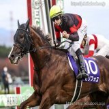 秋のＧⅠ「この一枚」。 第７弾はマイルＣＳです。 己の道はマイルのみ。 一貫してマイルのみ。 負ける時もマイルのみ。 勝つ時もマイルのみ。 直線あんなに後ろから大外を。 見事なまでの 「ゴボウ抜き」 我が道を行くセリフォス。 貫く先にあった栄冠です。