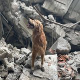A dog named Killian, who was in the Swedish search and rescue team that came to help after the earthquake in Turkey, saved the lives of 17 people. #Syria_earthquake #Turkey_earthquake #TurkeySyriaEarthquake2023 #RescueDogs