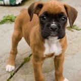 Rate this cuteness 1-10  #boxerdoglover #boxerdog #boxerdoglover #dogsoftwitter