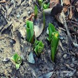 The last time I didn't plant my tulips strategically so that they deer couldn't get them.  Now I plant the tulips close to the house or mixed in with my allium (onion).    Planting for wildlife is easy and fun! #gardenshour #ohio #wildlife #Gardening