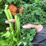This celery I found in a starter pack at garden center and grew with my carrots.  #GardeningTwitter #gardenshour