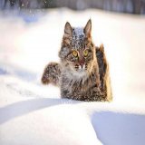 Праздник 4 февраля: почему этот день особенный, у кого день ангела #праздники #история #традиции