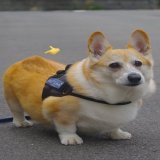 『お散歩に向かいましょう』 お散歩に向かいましょう。 正面から ヤマト運輸の車が接近中です。 いつものように怒ってます。 #コーギー #corgi #Buddy君