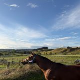 So what happens after the hammer falls? This….. @KarakaChat $1.1million sales topper Micky G (Sword Of State from @CambridgeStud) enjoying the first day of his new life with Conor and Sarah at @KawaParknz. Not a bad way to spend Tuesday night.