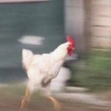 Io che corro su Twitter per lamentarmi del whatsapp down   #whatsappdown
