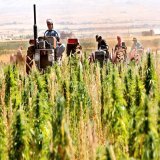عمال الخير والمحبة والسلام.  حقكم لا نوفيه بالشعارات والعبارات.  نحمل محبتكم بالقلب على الدوام.  أنتم أهلي وأولاد عمي وإخواني.  أنتم الذين أسعدتم الأجيال بزراعتكم.  ندعوا الله أن لا يحرم الوطن من أمثالكم وكل عام وأنتم بخير. #يوم_العمال_العالمي