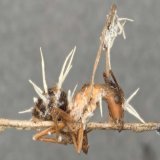 So you thought that zombie ant fungi were all-powerful? Think again! We discovered two new fungal species that parasitize Ophiocordyceps fungi. Intrigued? Here's the pre-print with their description, genomes and natural history @Brittany_Lebert @joao