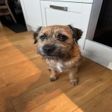 Pals I have had a festiff baff! I now smells of teatrees, need to escape to find sumfink smelly to rolls in!  #btposse