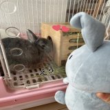 お引越しして欲しかったです 今日もうちの子を添えて&hellip; #ギャル曽根88点 #ラヴィット