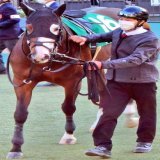 東京11R #ケンシンコウ  【ギルデッドミラーを貼っていたため再掲】 #根岸ステークス 田辺騎手騎乗せず 中山と打ちそうになってしまった 会いたかったケンシンコウ 頑張りました