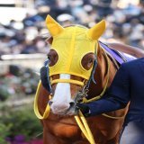 ボルドグフーシュ めちゃめちゃお会いしてみたかった！！有馬であえてうれしい！！