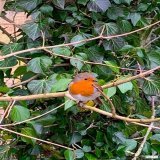 Cheeky little Robin said morning today