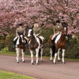 Queen Elizabeth with her daughter Princess Anne, The Princess Royal and granddaughter Zara Tindall pictured while horseback riding at Windsor Castle in April 2004    Elizabeth riding Tinkerbell, Anne riding Peter Pan and Zara riding Tiger Lily!