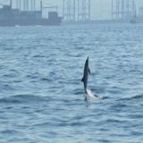 ¿Cómo afecta el ruido submarino a la comunicación de los cetáceos? Blanca Feliu Tena, investigadora del @IEOoceanografia, escribe en 'La ciencia responde', el espacio del @CSIC en @muyinteresante