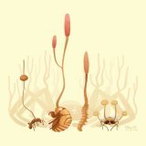 The weird art made by Ophiocordyceps, the insect killing fungi, which inspired the Last of Us and my new illustration #insect #insects #Entomology #artistsontwitter #Artists #DigitalArtist #digitalart #graphicdesign #fungi #nature #SciArt #science