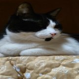 お疲れ様でした皆さんいかがお過ごしでしょうか だいやさん＆やまとさん 共に食後ですでにおネムな模様今日は、やまとさんが #diy した場所を使ってくれてます(ちょっと嬉しい) #猫の居る暮らし #猫好き  #猫好きな人と繋がりたい