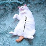 今季最強寒波 はっちゃんも着込むニャ笑 #モフ曜日 #猫 #猫の居る暮らし