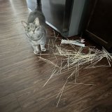 stupid idiot