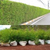 Miniature Bamboo  is the most popular and best for privacy or fence hedge, it grows very fast and can trimmed to shape,ksh1400 0715656524