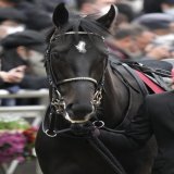 2023/03/05 中山11R 弥生賞 トップナイフ &amp; 典さん  新馬戦以来、久々に会えました。パドックであんなに甘えてたのにすっかり立派になりましたね。
