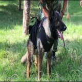 Proteo, one of the 16 Mexican rescue dogs sent to help with the rescue efforts in Turkey, passed away while rescuing survivors of the earthquake  he&rsquo;s now in Doggy heaven