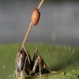 &mdash;Qu&eacute; guapa &mdash;Dime algo que no sepa &mdash;El &ldquo;ophiocordyceps&rdquo; es un hongo psrasitario que convierte a las hormigas en zombis. El hongo brota a trav&eacute;s de los cuerpos de las hormigas muertas y las controla. Los zomb