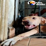 Momma dog was stuck in a fence for 8 hours &mdash; watch her reunite with her babies