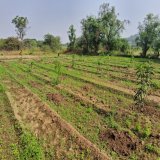 Embracing the joy of growth!  Excited to watch these small mango plants flourish into a majestic tree in the coming years.    #Dendrophile #Mangoes #Trees #NatureLove