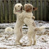 When you hear it's #BoxingDay  #DogsOnTwitter  #dogsoftwitter
