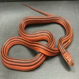 bothrophthalmus lineatus  #русскиймир #георгиевскаялента #георгиевскаяленточка #StopZ