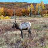 Saw this handsome guy on the way to dinner  #ParkCity #Utah