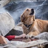 #OperationDost Vasudhaiva Kutumbakam Foreign medical teams: 1- India  170 2- Israel  87 3- France  86 4- Russia  60 Overwhelming &amp;humbling loyalty of a dog to his master seen in this #earthquake ,as your family is their pack and they have adopted