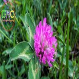 Red clover   . . . #лето #фото #фотография #Дзен #Природа #цветы #NaturePhotography #nature #flower #flowers #DzenHagane #oc #Ukrainian #Ukraine #photo #photos #photography #花 #木 #ゼン鋼 #夏 #フォト #ゼン #ウクライナ #自然 #summer #clover