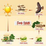 NATURE 1.0 - FOOD CHAIN TECHNOLOGY.  CREATOR - GOD Here is the detailed  ROADMAP  #Bitcoin #blockchaintechnology