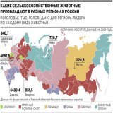 Более чем в каждом третьем российском регионе (31) самое распространенное животное &mdash; это свинья. Лидером по поголовью стала Белгородская область, где содержится по 3 свиньи (4,7 млн) в пересчете на душу населения. Пишет "Коммерсантъ" по данным 