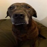 I got my dog when I was just 19 years old and a single mother of 1. I kept my dog. I kept my dog even though I moved into an apartment and had to pay a $500 pet fee. I kept my dog when my boyfriend and I broke up and he kept the apartment even though