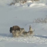 Ahora estoy emputadísimo con un bisonte que no topoQuoteTendencias en Argentina@porqueTTarg·Oct 15, 2025"Alto traidor" Porque este bisonte empujó al suelo al más joven de la manada para escapar de los lobos.