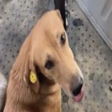 The culling of dogs will continue all this week before FIFA&rsquo;s visit to Morocco and SFT is trying to stop them. Please share because this is horrendous! It has to be stopped. The UN committee is being approached to help but they need to be persu