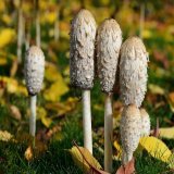 Les coprins chevelu (1&egrave;re image) VS les champignons hallucinog&egrave;nes (2&egrave;me image, ceux que Lionel a vol&eacute; dans la serre). #IciToutCommence