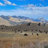 A timelapse of a meandering bison herd from today in Yellowstone National Park. I could watch them all day.